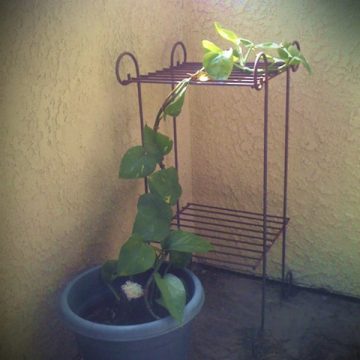 Plant for DGL