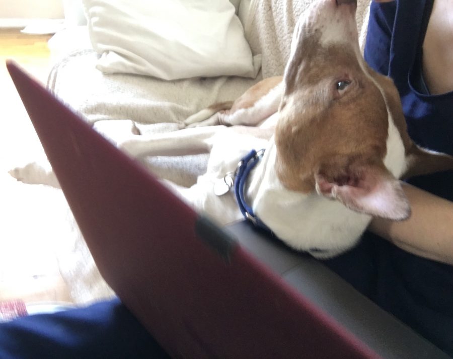 Grace, my writing partner